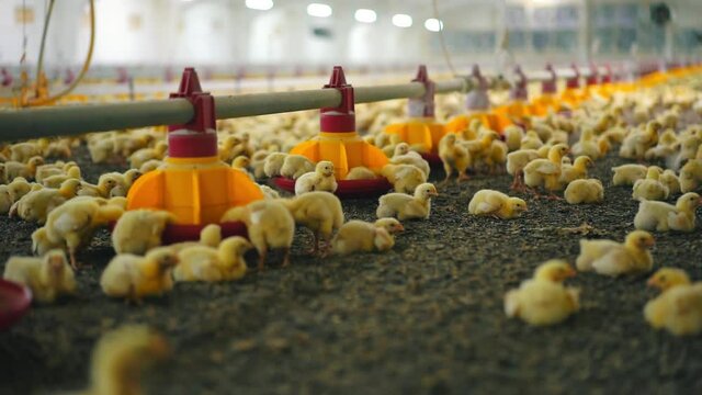 Newborn chicks inside the poultry farm. Automatic feeders and lots of small chickens in the large hangar. Chickens for fattening on a modern poultry farm.