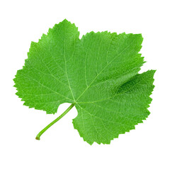 Green grape leaf on an isolated background. File contains clipping path.
