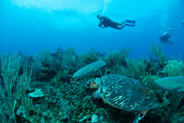 Scuba diver and turtle and shark 