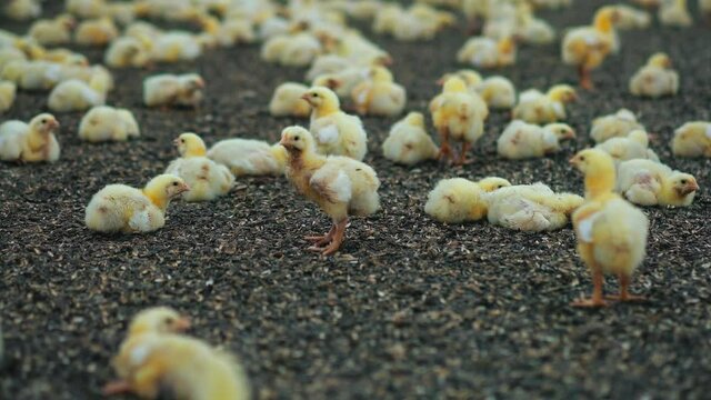 Cute chickens lying on sunflower seeds. Little broilers fattening on the poultry farm. Chicken agriculture barn for poultry production.