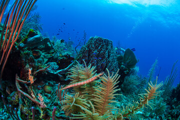 Naklejka na ściany i meble A trumpet fish swimming through soft corals 