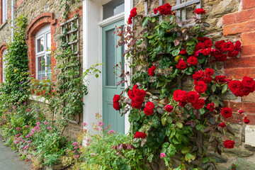 flowers , red roses, on the wall of an old village house