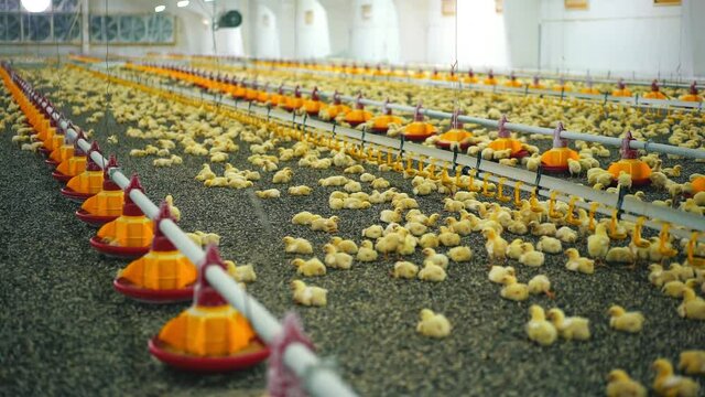 Interior of modern poultry farm with many little chicks. Small cute broilers lying on sunflower seeds in large factory for chicken production. Automated technology for feeding chicks.
