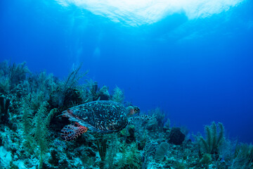 Fototapeta na wymiar A turtle swimming over the reef 