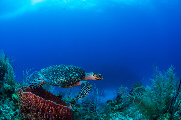 Hawksbill turtle swimming over the reef 