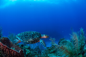 Fototapeta na wymiar A hawksbill turtle swimming over the reef 