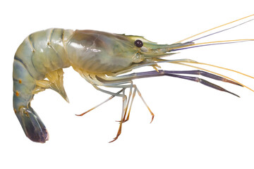 GIANT FRESHWATER PRAWN in thailand
