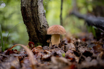 White mushrooms in the woods, on a background of leaves, bright sunlight. Boletus. Mushroom