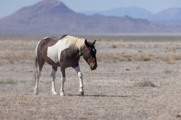 Wild Horse in the Utah Desert