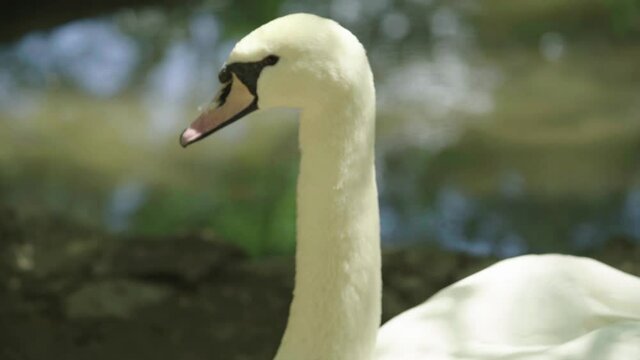 Close-up of a white swan by day