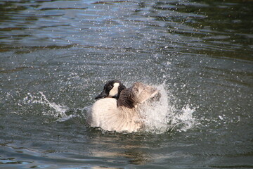 Splash Of The Goose, William Hawrelak Park, Edmonton, Alberta