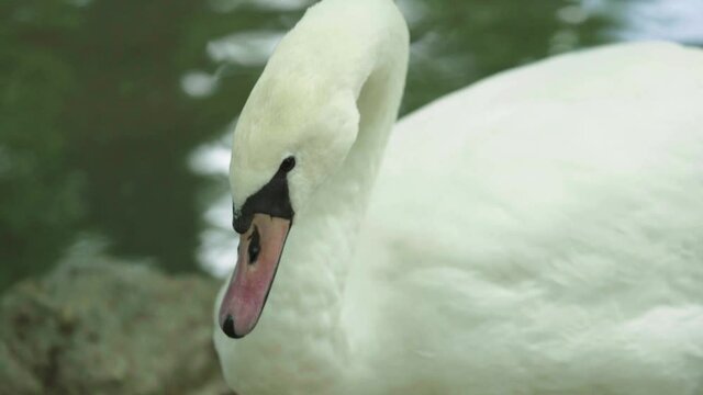 Close-up of a white swan by day
