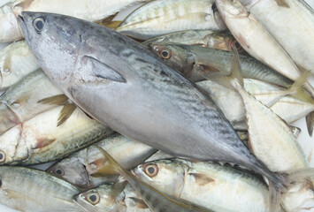 Fresh tuna fish on mackerel background