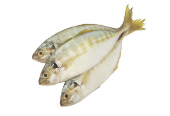 Yellow strip trevally fish isolated on white background