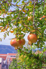 Branches of pomegranate tree  with leaves and fruit. Sunny autumn day in Mediterranean garden. Montenegro, Tivat