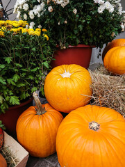 Autumn harvest of pumpkins, arranged with hay, flowerpots with chrysanthemum flowers, Halloween season decorations