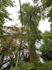 Moosbewachsener schiefer Baum am Seeufer