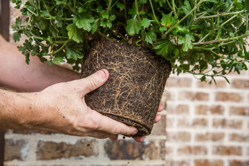 Man holding root ball of fall chrysanthemum to plant