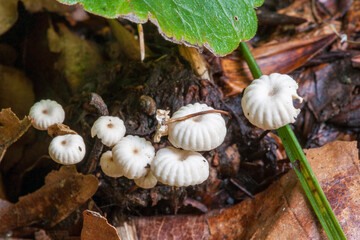 Des champignons parmi les feuilles en for&ecirc;t de Soignes.