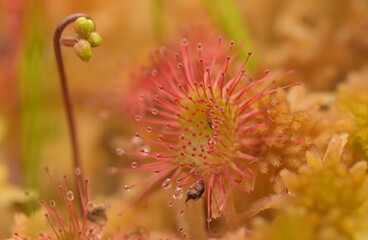 Round headed sundew with flower bud