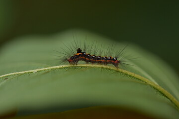 Yellow tail moth caterpillar on buckthorn leaf