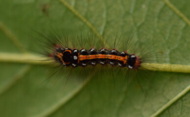 Yellow tail moth caterpillar on buckthorn leaf