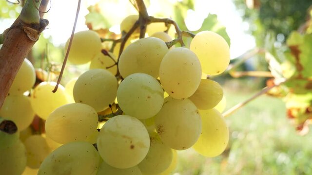 Ripe bunches of white grapes in the sun. Grape harvesting, winemaking