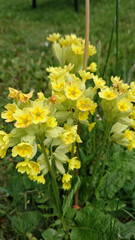 Fototapeta premium primrose