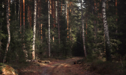 moody foresy landscape