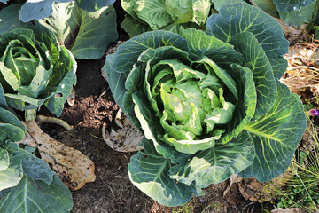 Closeup of green cabbage heads forming in the summer