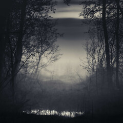 moody foresy landscape
