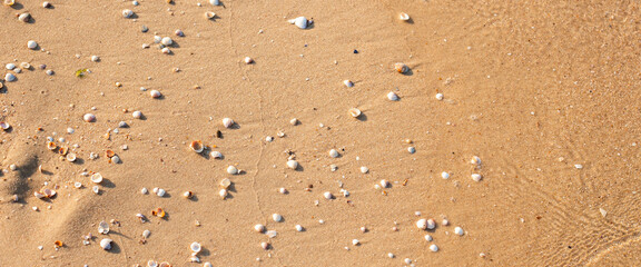 Beautiful seashells on the sandy beach. Top view, flat lay. Banner