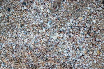 Background with beautiful seashells on a sunny day. Top view, flat lay.