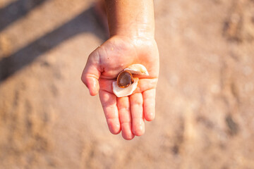Seashells on the palm of a child on the beach. Top view, flat lay