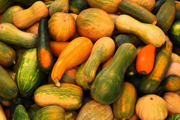 Zucchini squash crop as background