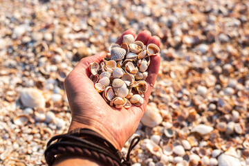 Seashells in a female palm on the background of the beach