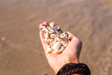 Seashells in a female palm on the background of the sea