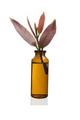Exotic plant in vial glass isolated on white background with clipping path. Organic and Green Chemistry.