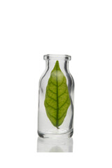 Exotic plant in vial glass isolated on white background with clipping path. Organic and Green Chemistry.
