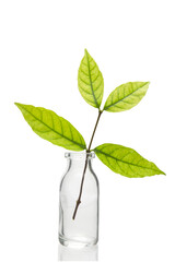 Exotic plant in vial glass isolated on white background with clipping path. Organic and Green Chemistry.
