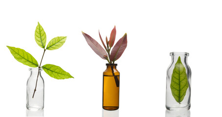 Green leaves in a little transparent bottle in concept of science and green chemistry study and research