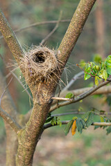 Fototapeta premium Ninho de pássaro