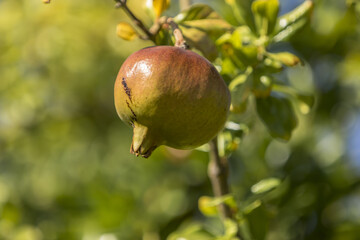 reifer granatapfel am baum ernte