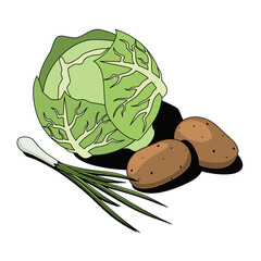 Cabbage, green onions, potatoes. Vector 3d sketch line isometric, color icon illustration, flat style. Creative design idea and elements for infographics and website.