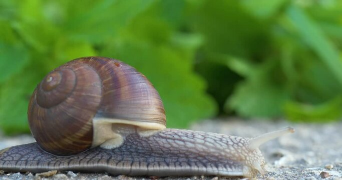 Close-up of a snail crawling on the green surface. Summer background, UHD, 4K