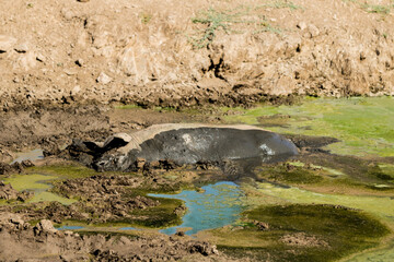 iberico schwein im teich tümpel mit algen
