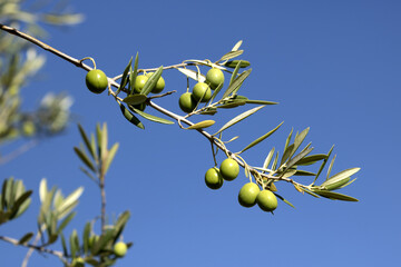 oliven am baum zweig blauer himmel 
