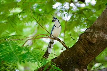 bird on a tree