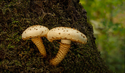 Two tan colored detailed mushrooms growing from a tree that is covered in fine moss.
