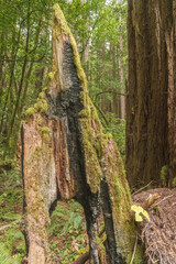 Redwood Stump that has Burned and been hit by Lightening with Moss